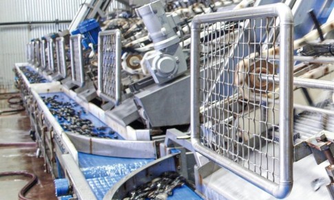 Shellfish being processed using NORD gear unit with corrosion protection